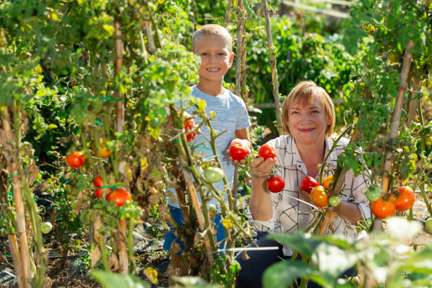 istock Woman with grandson harvesting tomatoes 1177284172