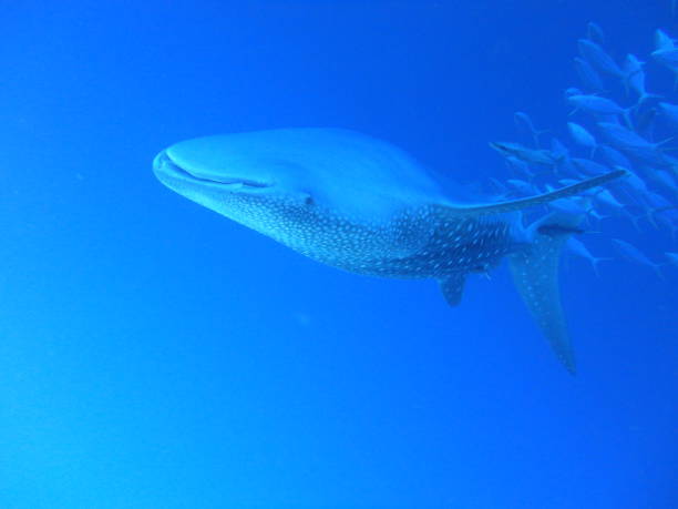 istock Whale shark in deep blue ocean 1177284187