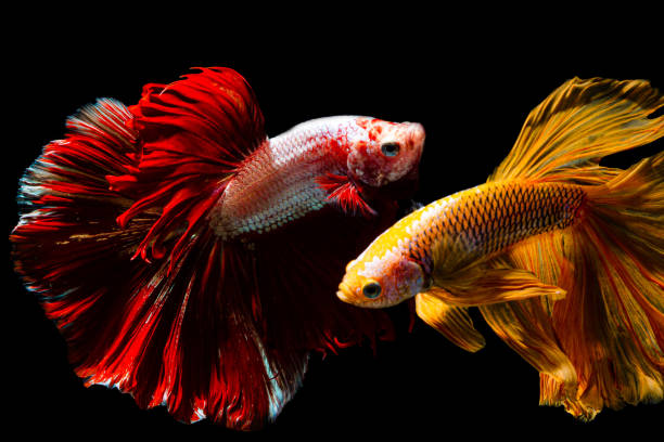 feche acima do movimento da arte do peixe de betta, peixes siamese da luta isolados no fundo preto, betta colorido (peixes da luta de sião) isolados no fundo preto - siamese fighting fish aquarium fish isolated - fotografias e filmes do acervo