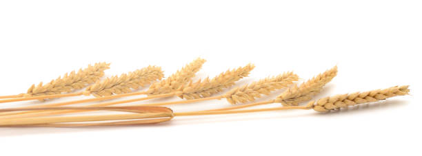 istock Bunch of ripe wheat ears. 1177285456