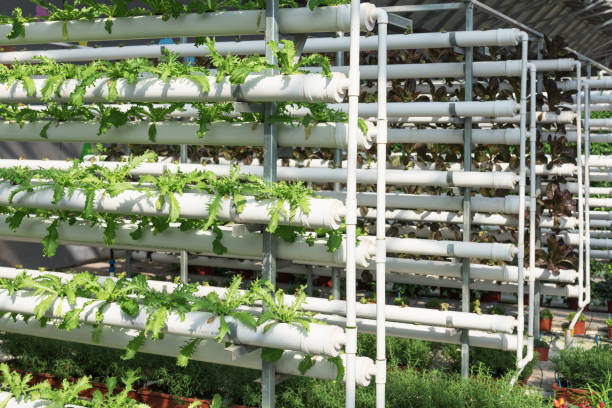 istock Organic vegetables in greenhouse 1177286088