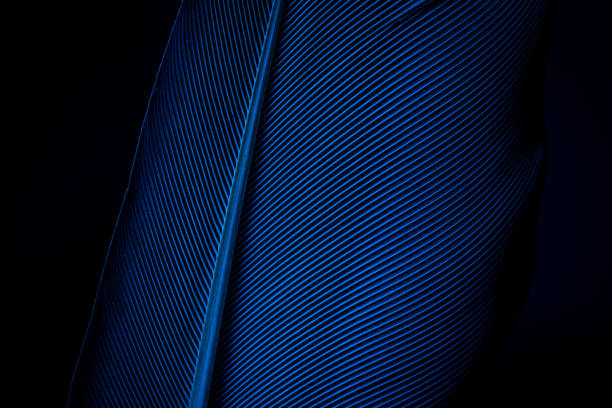istock Blue macro feather,Macro shot a bird feather close-up in Black background ,Parrot feather macro texture 1177286345