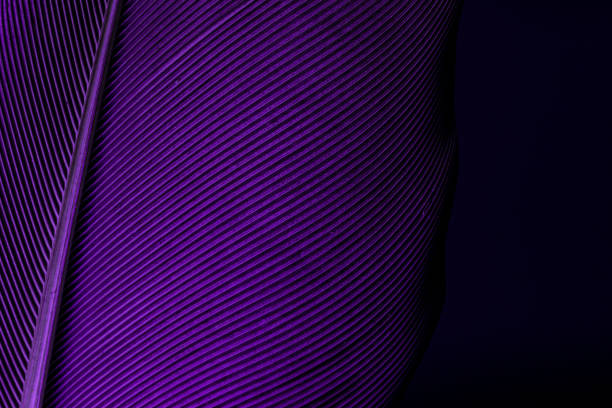 Blue and Purple Feathers,Blue and Purple Feathers,Macaw Parrot bird feathers as background, macro,Parrot feather macro texture