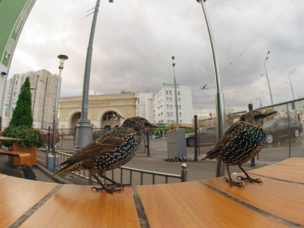 Photography of couple of hungry starling begging a food on the table in street cafe in autumn day. Theme of birdwatching, wildlife and beauty of nature. Fish-eye lens / technique.