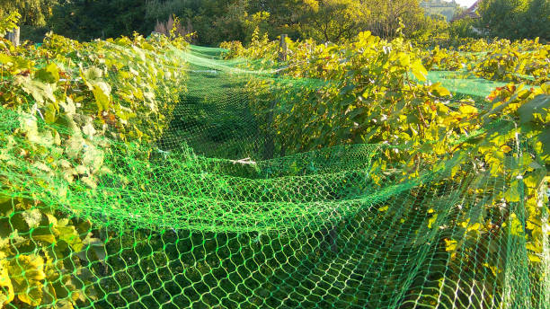 istock Farmers protected the grape harvest with a green plastic net 1177289768