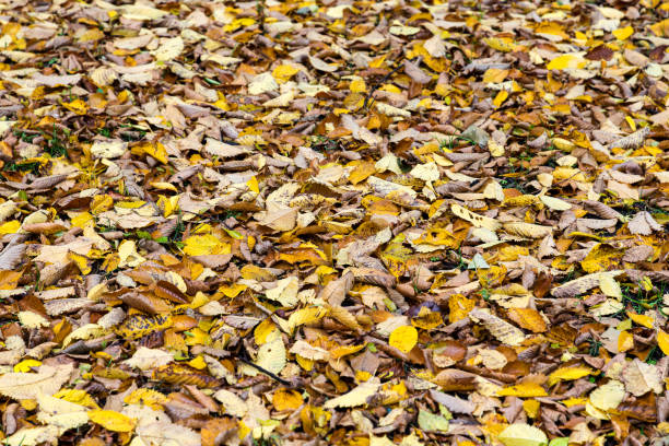 Leaves fallen on the ground on a fall day stock photo