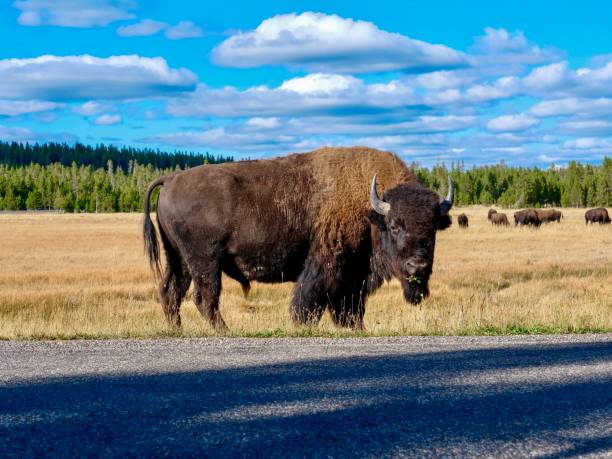 bison américain - parc national de yellowstone - wyoming landscape american culture plain photos et images de collection