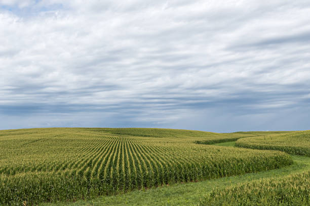 Fields of corn in Iowa