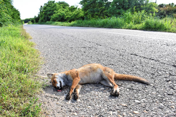istock Dead fox on the road hit by car - roadkill 1177291058