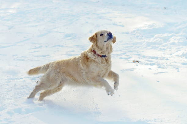 istock golden retriever jumping in the snow 1177291065