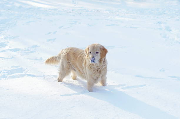 golden retriever stands in deep snow
