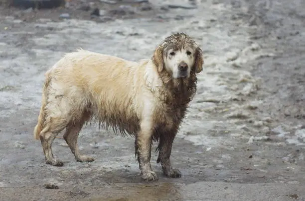 Photo of dirty and wet big bright dog