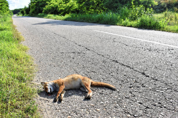 istock Dead fox on the road hit by car - roadkill 1177291866