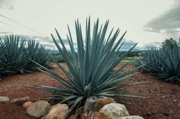 istock Agave plants in the field 1177292608