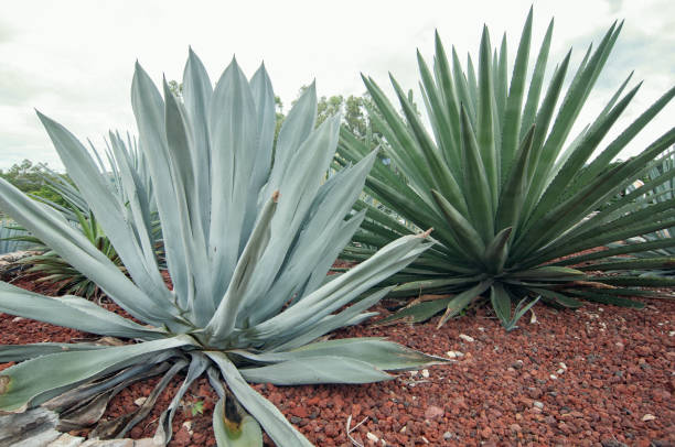 istock Agave plants in the field 1177292650