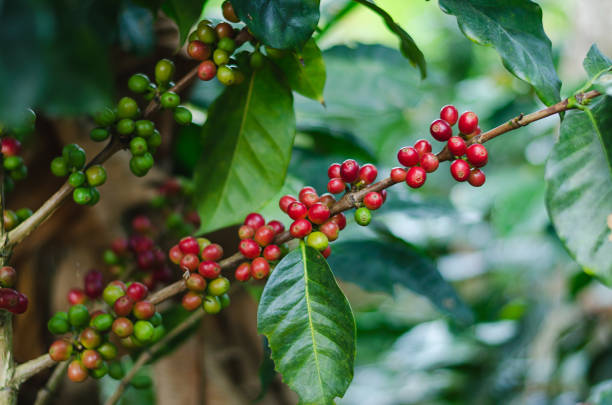istock Coffee plants. Coffee harvest Branches with ripe coffee beans. 1177292842
