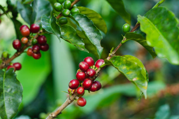 Coffee plants. Coffee harvest Branches with ripe coffee beans.