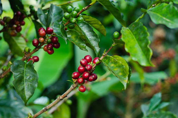 Coffee plants. Coffee harvest Branches with ripe coffee beans.