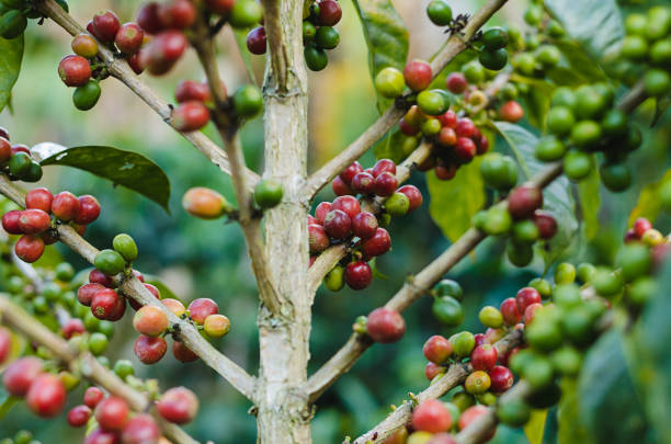 istock Coffee plants. Coffee harvest Branches with ripe coffee beans. 1177292861