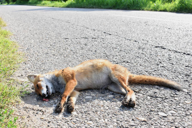 istock Dead fox on the road hit by car - roadkill 1177292932
