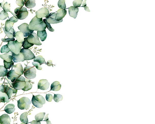 istock Watercolor card with eucalyptus bouquet. Hand painted eucalyptus branches and leaves isolated on white background. Floral illustration for design, print, fabric or background. 1177293149