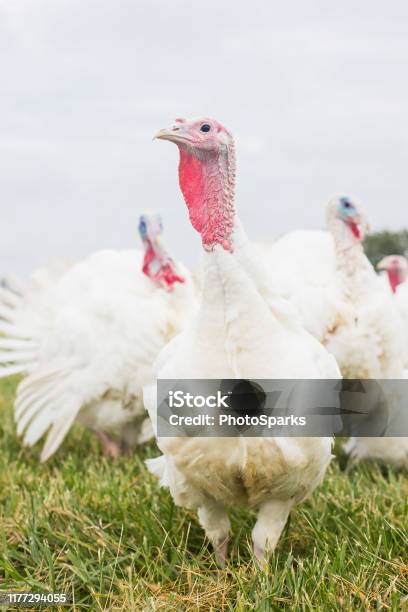 White Turkeys Stock Photo - Download Image Now - Turkey - Bird, Turkey Meat,  Animal - iStock