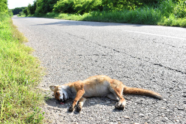istock Dead fox on the road hit by car - roadkill 1177294156