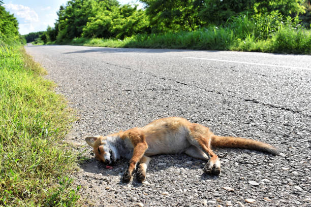 istock Dead fox on the road hit by car - roadkill 1177294203