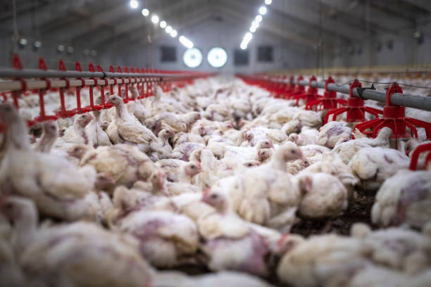 istock White chickens in chicken farm. 1177294473