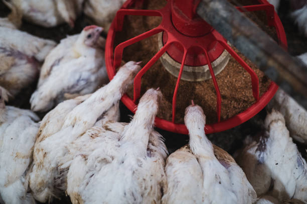 Chickens feeding in farm. Close up of white chickens in farm, they eating from automatized feeding vessel. feeding chickens stock pictures, royalty-free photos & images