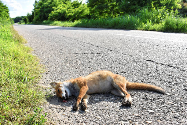 istock Dead fox on the road hit by car - roadkill 1177295719