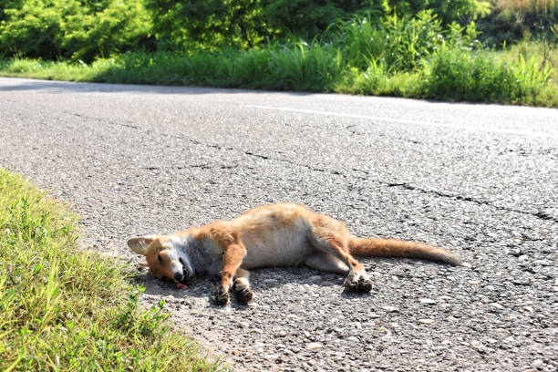 istock Dead fox on the road hit by car - roadkill 1177295767