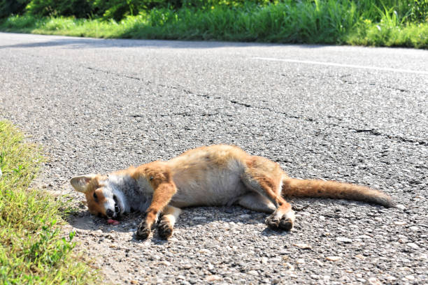 istock Dead fox on the road hit by car - roadkill 1177295836
