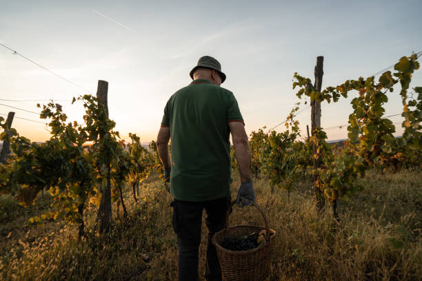 istock Farmer harvesting grape in vineyard 1177297371