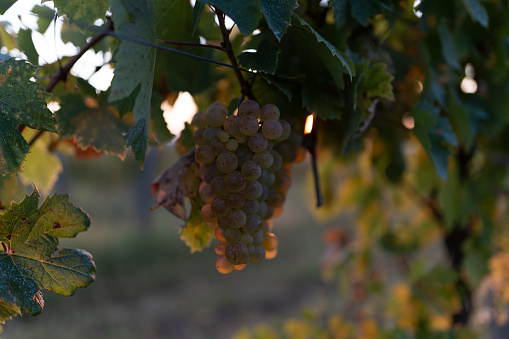 White riesling grape in vineyard