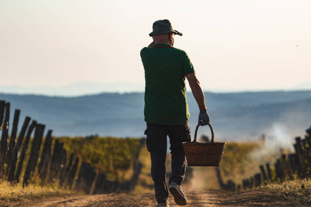 istock Old man with basket walking among vineyards 1177297552