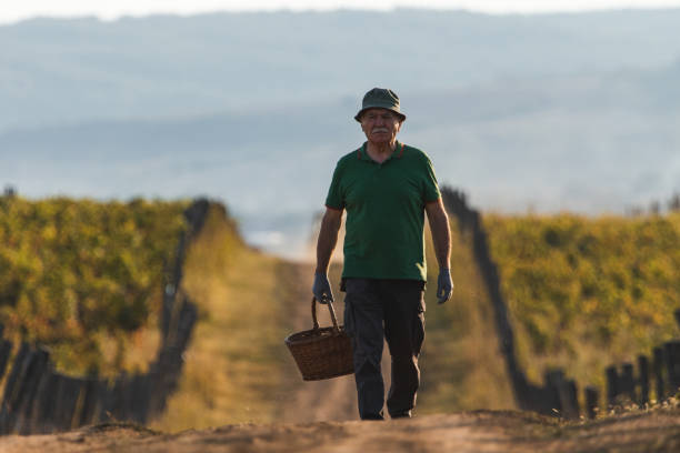 istock Old man with basket walking among vineyards 1177298199