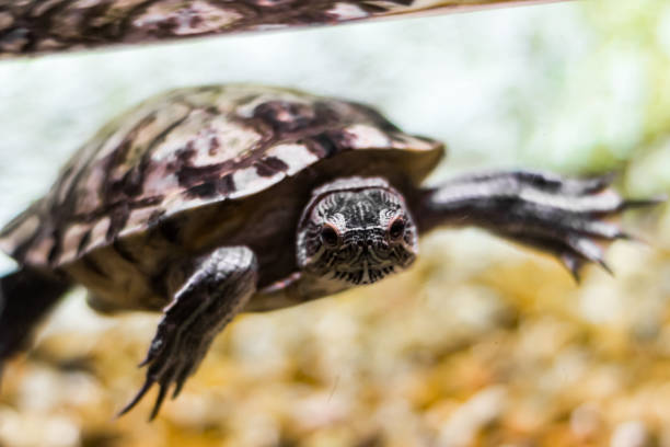 istock Are you looking at me? 1177298376