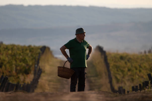 istock Old man with basket walking among vineyards 1177298399