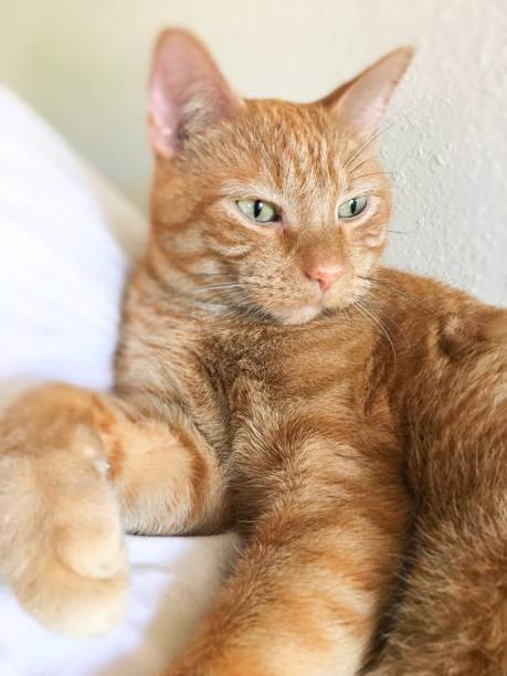 istock Beautiful tabby cat relaxing closeup green eyes 1177298549