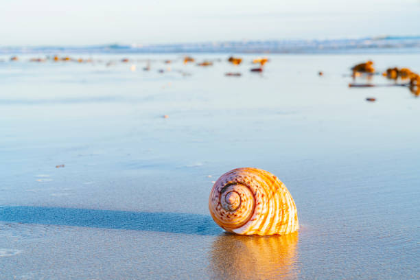 Large seashell on sand with beach and sea background