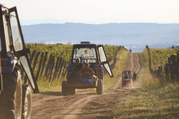 Man driving tractor on dirt road among vineyards