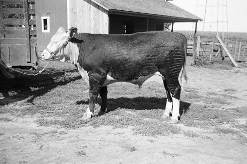 Hereford calf combed and brushed ready to show at county fair. Wellman, Iowa, 1944. Scanned film with significant grain.