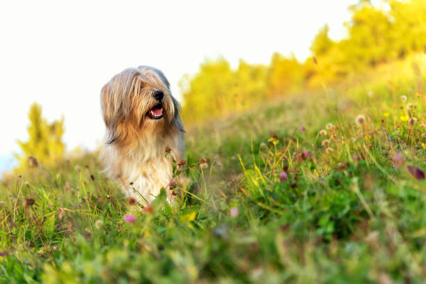 istock Beautiful Tibetan terrier dog standing on a sunny grass 1177298756