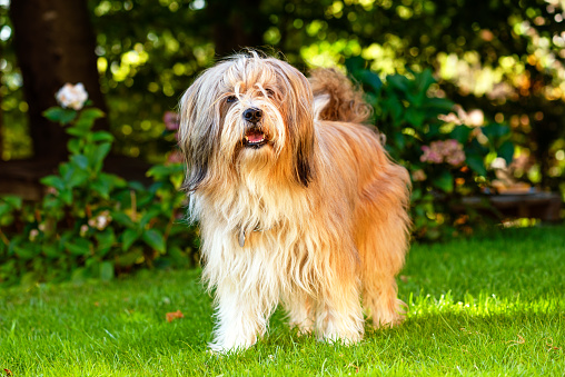 Beautiful Tibetan terrier dog standing on a sunny grass with blurred flowers at the back