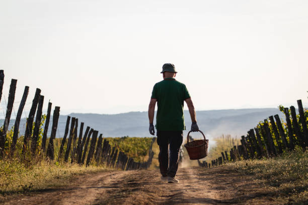 istock Old man with basket walking among vineyards 1177298888