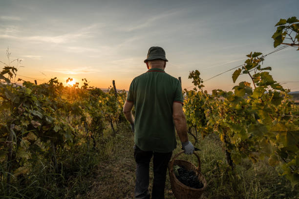 istock Farmer harvesting grape in vineyard 1177298926