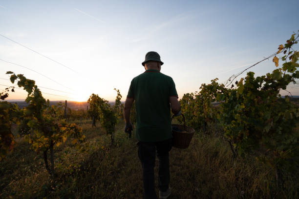 istock Farmer harvesting grape in vineyard 1177298988