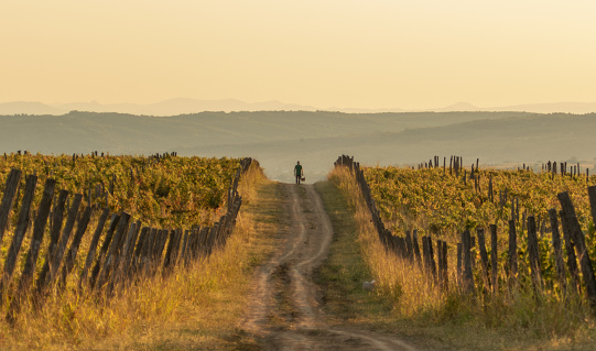Old man with basket walking among vineyards