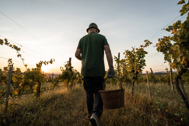 Farmer harvesting grape in vineyard